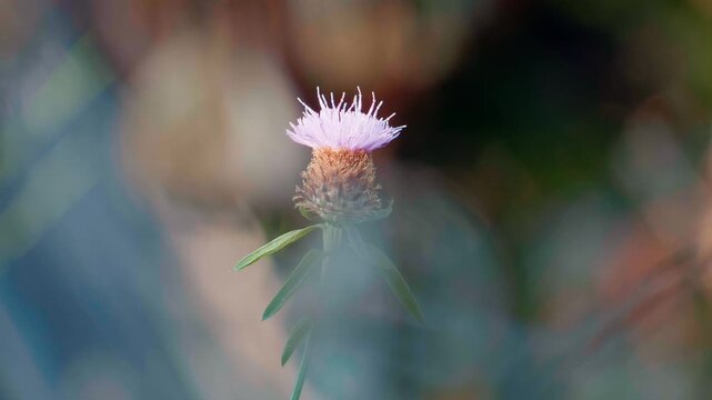 Solitary purple knapweed flower blooming in a field with a soft blurred background of natural vegetation. Shallow depth of field.