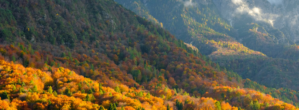 A panoramic view of a mountainside covered in autumn foliage, with vibrant orange and yellow trees in the foreground. Adamello Brenta Natural Park, Madonna di Campiglio,Trentino,Italy