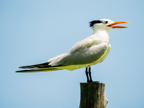 Une mouette, la gueule ouverte, pos&eacute;e sur une bitte d'amarrage