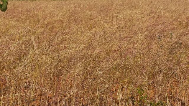 static shot of dry ripe mustard plants across rural agricultural field while a small bird flies low above the crop under warm daylight in calm countryside landscape.