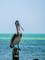 Un p&eacute;lican, bec largement ouvert, pos&eacute; sur une bitte d&rsquo;amarrage, 