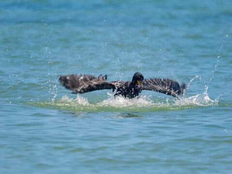 Un cormoran p&egrave;che et bat des ailes dans l'eau