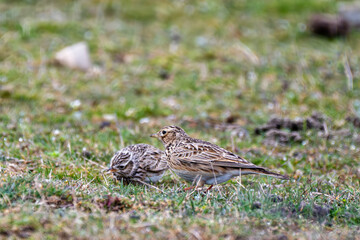 Pair of small brown larks foraging together in short green meadow grass