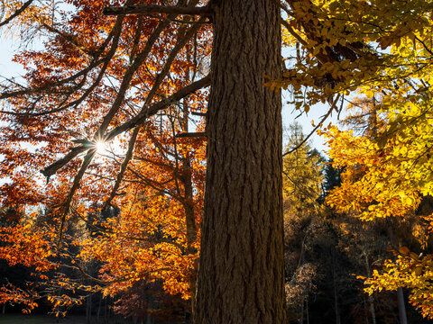 Sunlight streams through autumn leaves of orange and yellow, framing a large tree trunk. Adamello Brenta Natural Park, Madonna di Campiglio,Trentino,Italy