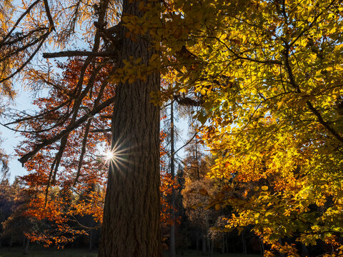 Sunlight streams through autumn leaves of orange and yellow, partially obscured by a tree trunk. Adamello Brenta Natural Park, Madonna di Campiglio,Trentino,Italy