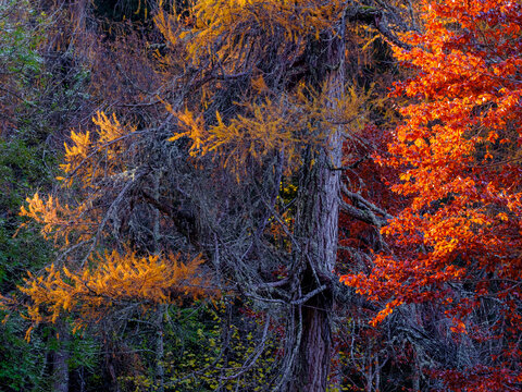 Autumnal trees with orange and yellow leaves stand out against a dark forest background. Adamello Brenta Natural Park, Madonna di Campiglio,Trentino,Italy