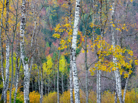 Birch trees with yellow leaves in autumn. Adamello Brenta Natural Park, Madonna di Campiglio,Trentino,Italy