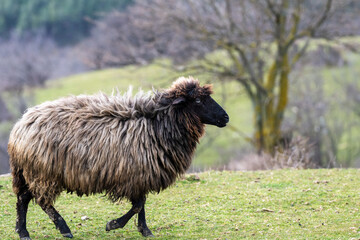 Side view of a dark-faced woolly sheep walking across a green grassy ridge with blurred trees in the background. © Andrey