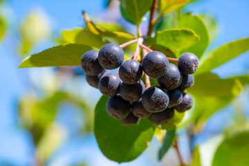 Ripe black chokeberries growing in cluster on branch with green leaves and blue sky background