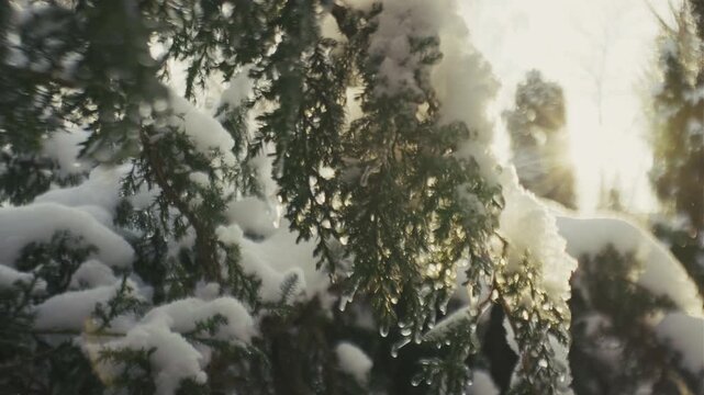 Snow Covered Trees Against Sunny Winter Sky