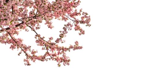 Fotobehang Bloesem pink cherry blossom tree branches in 3d rendering isolated on transparent  © Kstock
