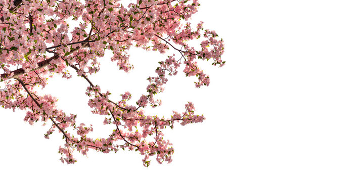 pink cherry blossom tree branches in 3d rendering isolated on transparent