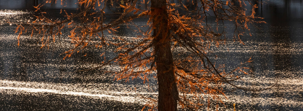 A tree with orange needles stands against a lake reflecting sunlight. San Giuliano Lakes,Adamello Brenta Natural Park,Caderzone Terme,Trentino,Italy