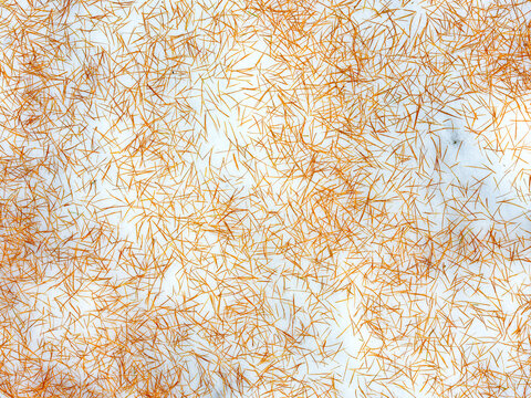 Orange pine needles scattered on fresh snow. Valagola Lake,Adamello Brenta Natural Park,Stenico,Trentino,Italy