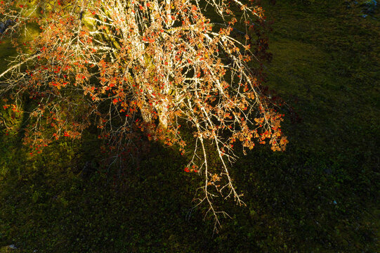 Aerial view of a rowan tree with red berries, illuminated by sunlight, casting shadows on the green ground below. Adamello Brenta Natural Park, Madonna di Campiglio,Trentino,Italy