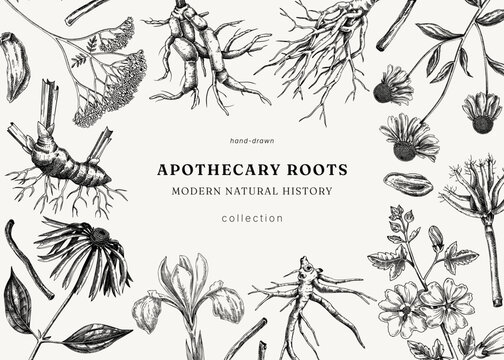 Apothecary plant roots seamless pattern. Herbal ingredients hand drawn vector illustration. Vintage medicinal herbs background. NOT AI generated