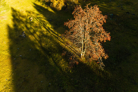 Aerial view of a rowan tree with orange berries on a grassy slope, casting long shadows. Adamello Brenta Natural Park, Madonna di Campiglio,Trentino,Italy