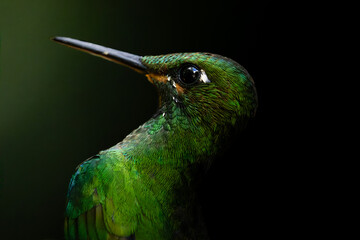 Fototapeta premium green winged hummingbird