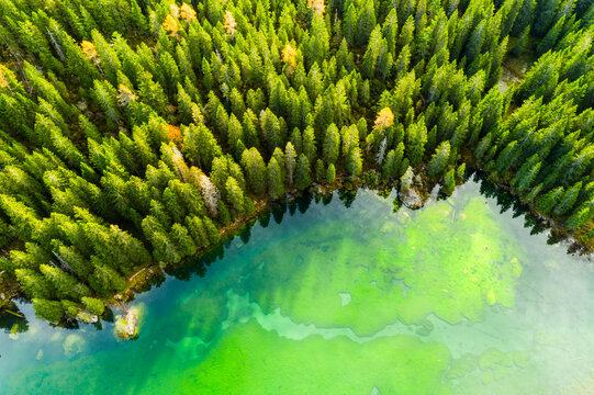 Aerial view of Valagola lake bordered by a dense forest with some autumn colors. Valagola Lake,Adamello Brenta Natural Park,Stenico,Trentino,Italy