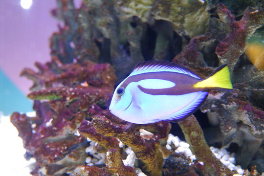 A regal blue tang fish swimming in a coral reef aquarium