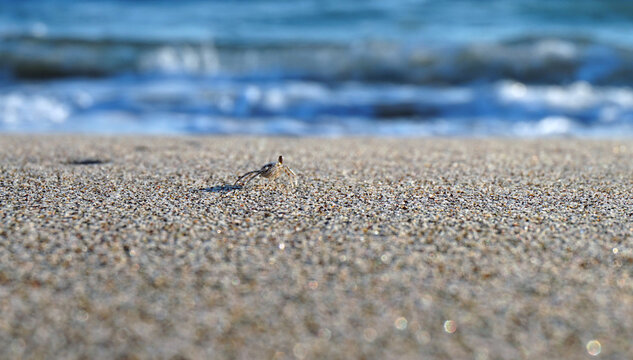 Tiny Sand Crab on the Beach