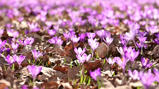Field of purple crocuses blooming across forest floor in early spring. Natural floral carpet in woodland with smooth slider camera movement
