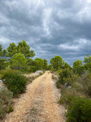 Obraz premium Gravel path cuts through rugged Mediterranean landscape of Hvar. Dramatic, heavy storm clouds hang over vibrant pine trees and limestone walls. Moody and adventurous atmosphere for a walk in nature.