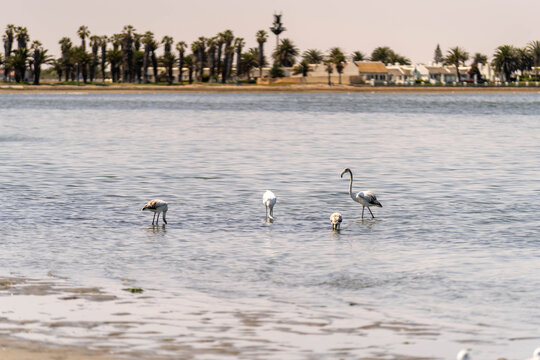 Several flamingos wade through the shallow waters of the Walvis Bay lagoon in Namibia while feeding. In the background, palm trees and coastal buildings line the shore, creating a scenic combination o