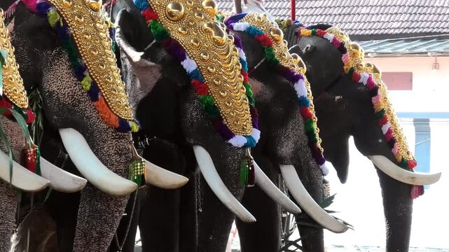 Closeup of decoration of elephants participated in a temple festival in Kerala, India