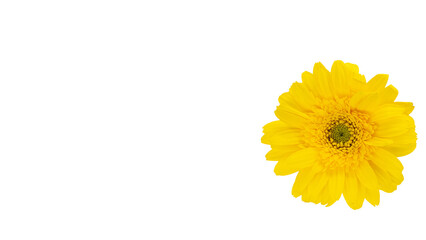 黄色のガーベラの花 マクロ撮影 背景透過 PNG素材