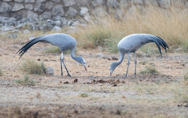 Fototapeta premium Two Blue Cranes searching for food in Etosha National Park, Namibia, Africa