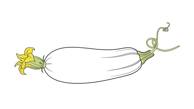 Detailed drawing of a fresh zucchini squash with a yellow blossom and curling vine tendrils in a botanical style.