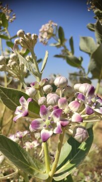 Calotropis gigantea (Aakra) flowers, close up footage