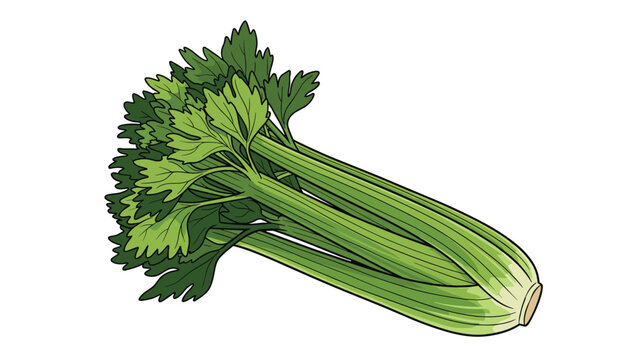 Fresh bunch of green celery stalks with lush leaves is presented in a detailed vector drawing for healthy cooking designs.