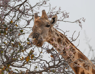 Close up of the head of a Giraffe in Etosha National Park, Namibia, Africa © dvlcom
