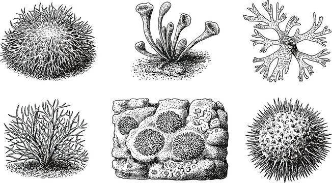 Hand drawn botanical illustrations of lichen and sea anemone on transparent background