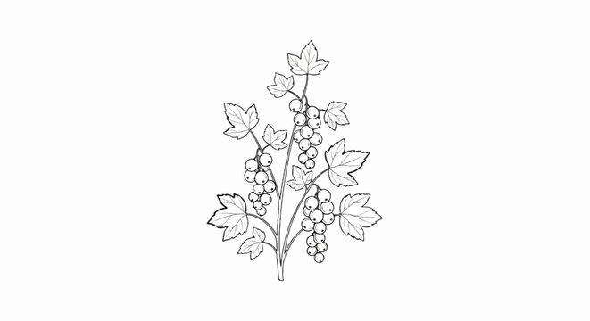 A sketch of a branch of berries and leaves on a white background