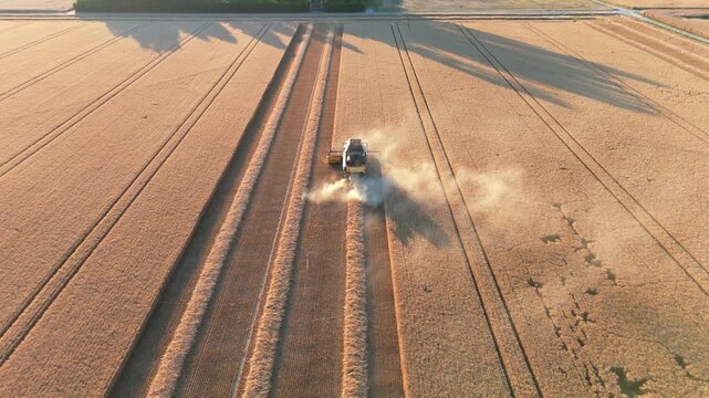 Aerial view of combine harvester reaping wheat field at sunset