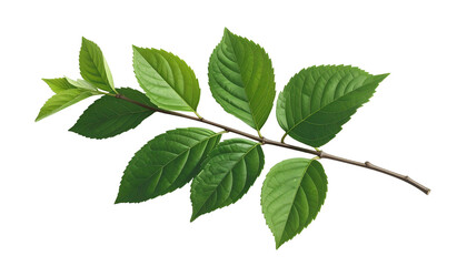 Fototapeta premium Branch with vibrant green leaves, varying sizes, isolated against a black backdrop
