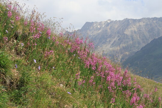 Ivan-tea thickets against the backdrop of the Caucasus Mountains on a sunny summer day, Mount Cheget