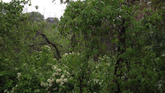 Strong wind shaking spring trees and bushes during approaching thunderstorm