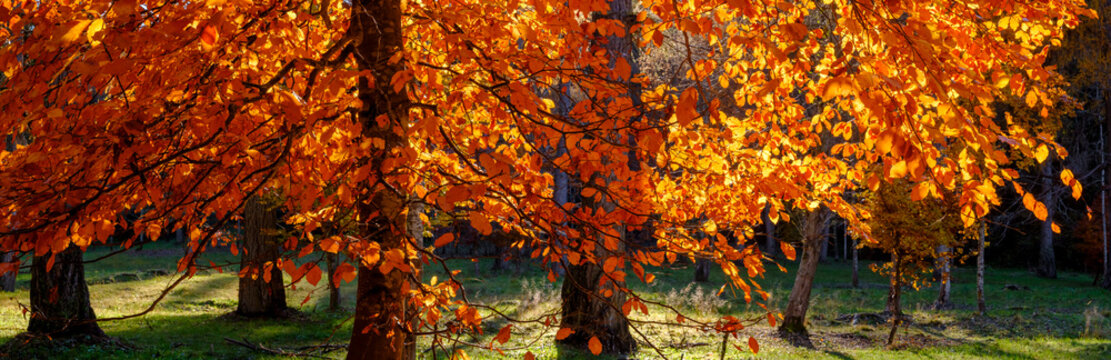 Autumn trees with vibrant orange leaves, sunlight filtering through the branches onto a green meadow. Adamello Brenta Natural Park, Madonna di Campiglio,Trentino,Italy