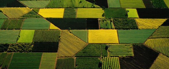 Naklejka premium Aerial view of vineyards like a patchwork quilt in vibrant green and gold hues