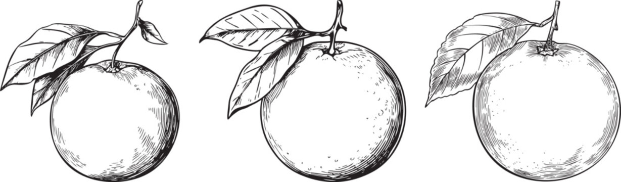 minimalist black and white outline drawing of a fresh orange with leaf, perfect for citrus and juice designs