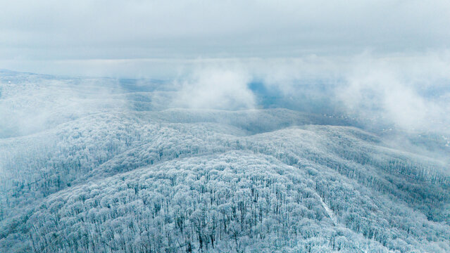 Aerial view of snow-laden trees blanket the rolling hills, a stark white canvas under a muted sky, contrasting the dense forest texture, Rakovac, Vojvodina, Serbia.