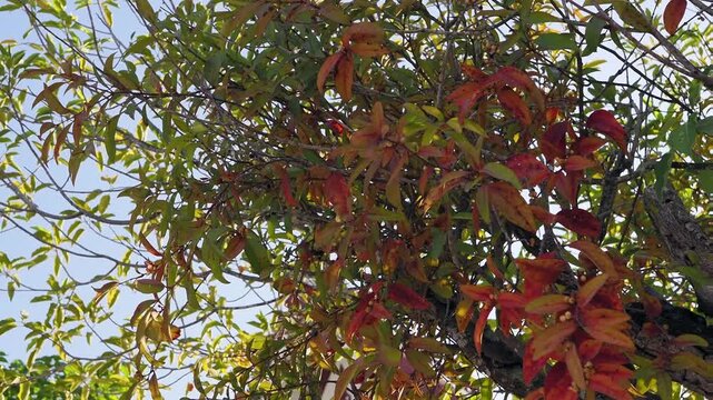 Parasitic plants on trees during the summer.