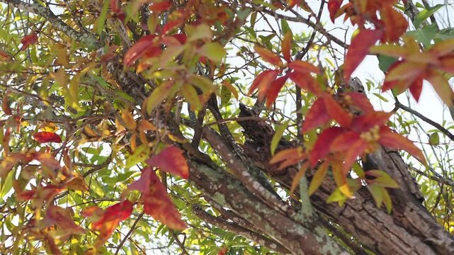 Parasitic plants on trees during the summer.