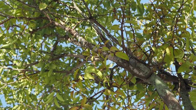 Parasitic plants on trees during the summer.