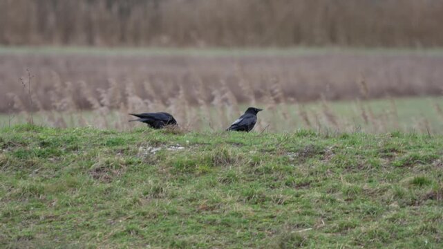 Neeracherried marsh wildlife reserve on a windy winter day with two crows on a hill at lakeshore. Movie shot March 11th, 2026, Neeracherried, Switzerland.