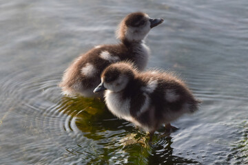 Newborn Egyptian goslings in a lake